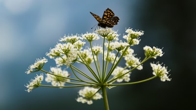 蝴蝶栖息在花
